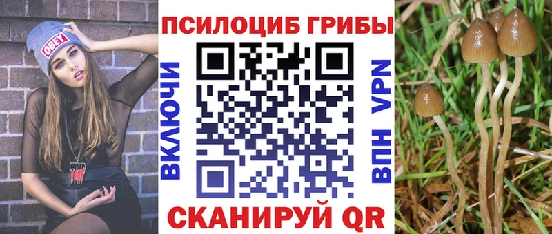 Галлюциногенные грибы MAGIC MUSHROOMS  Купить закладки  Сурск 